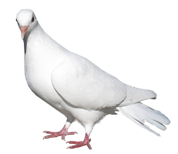 White Pigeon Png Pic (lavender, black, white)