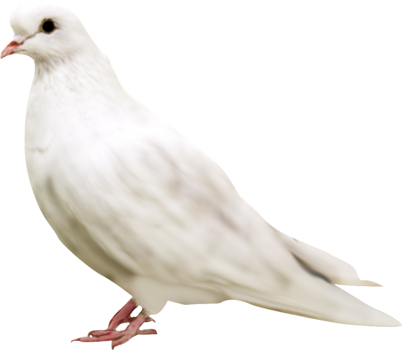 White Pigeon Png Transparent Image (black, white, beige)