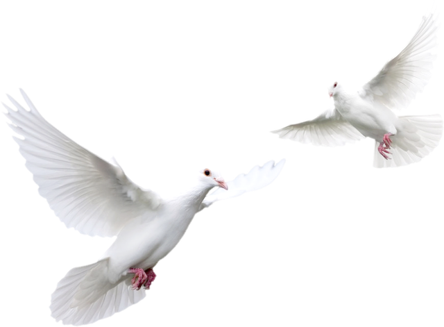 White Pigeon Transparent Background (lavender, black, white)