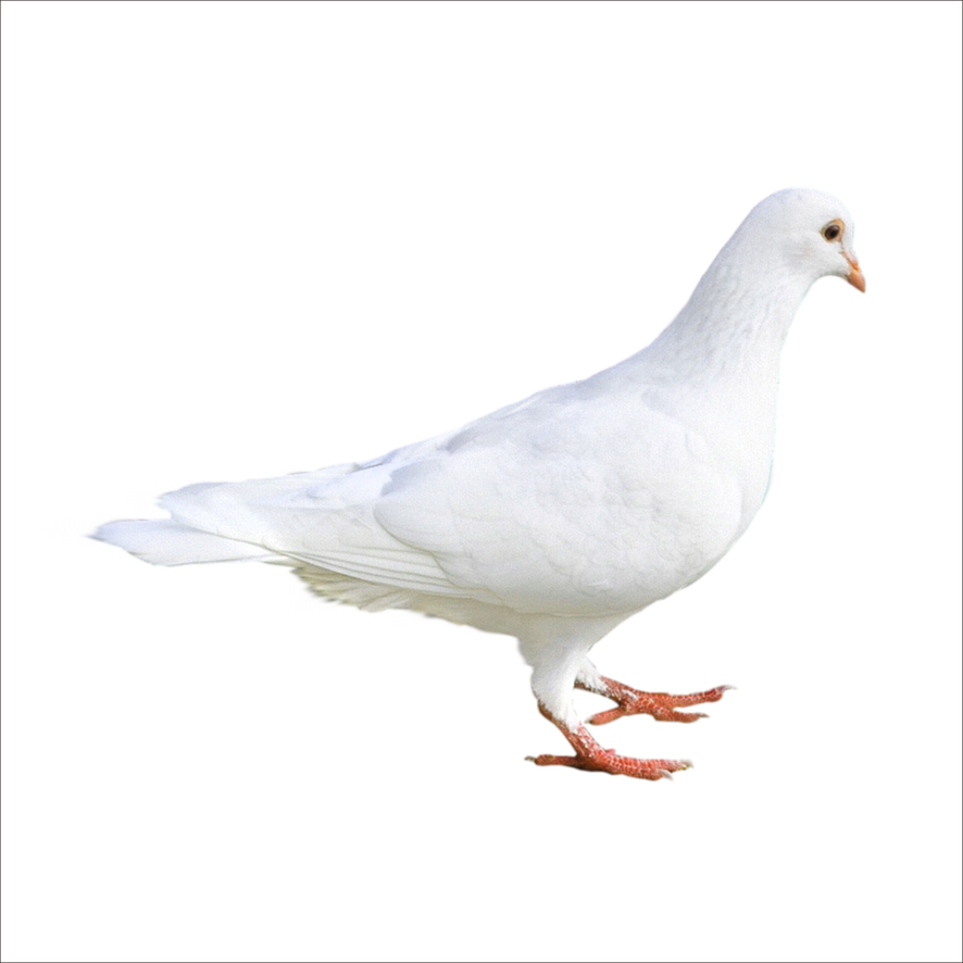 White Pigeon Transparent Png (lavender, black, white)