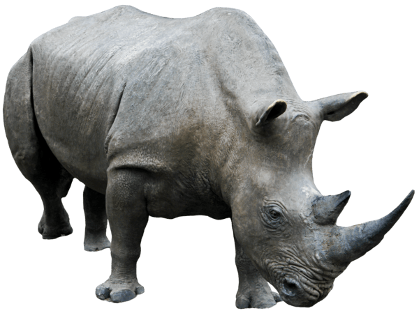 White Rhinoceros Png File (black)