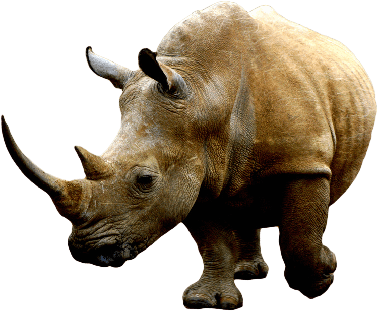 White Rhinoceros Png Free Download (black, gray)