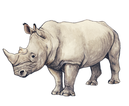 White Rhinoceros Png Image (black, silver, beige)