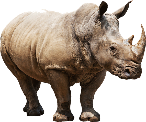 White Rhinoceros Png Isolated File (silver, black, pink, beige)