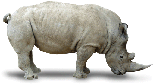 White Rhinoceros Png Isolated Photo (indigo, black, white)