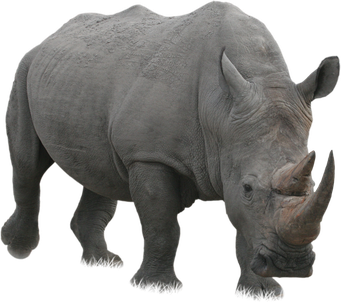 White Rhinoceros Png Photo (black, gray)