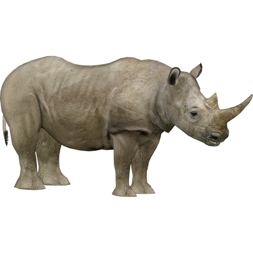 White Rhinoceros Png Photos (black, gray)