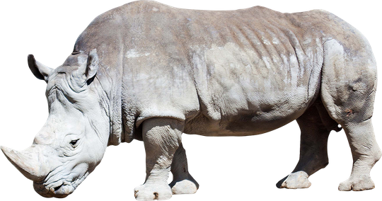 White Rhinoceros Png (black, lavender)