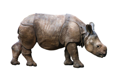 White Rhinoceros Transparent Png (maroon, black)