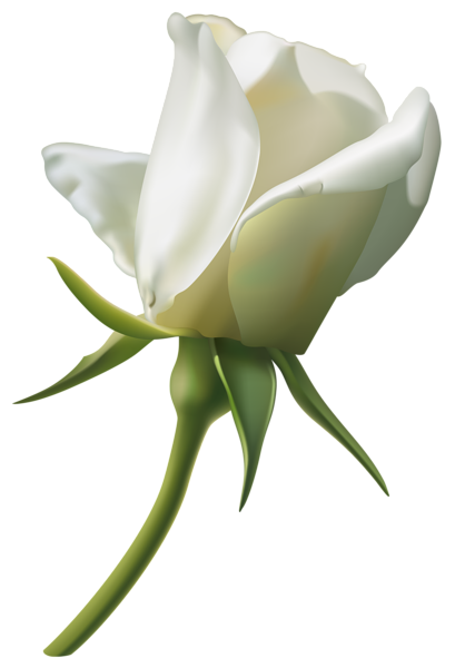 White Rose Bud Png (black, lavender)