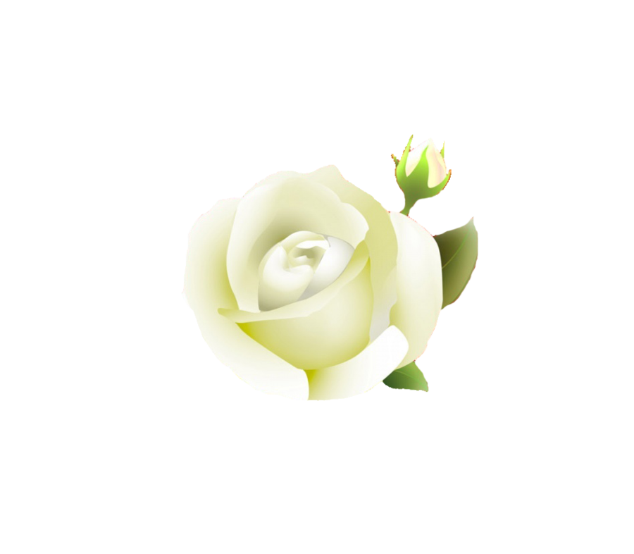 White Rose Png Clipart (black, beige, white)