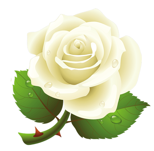 White Rose Png Image (black, beige, white)