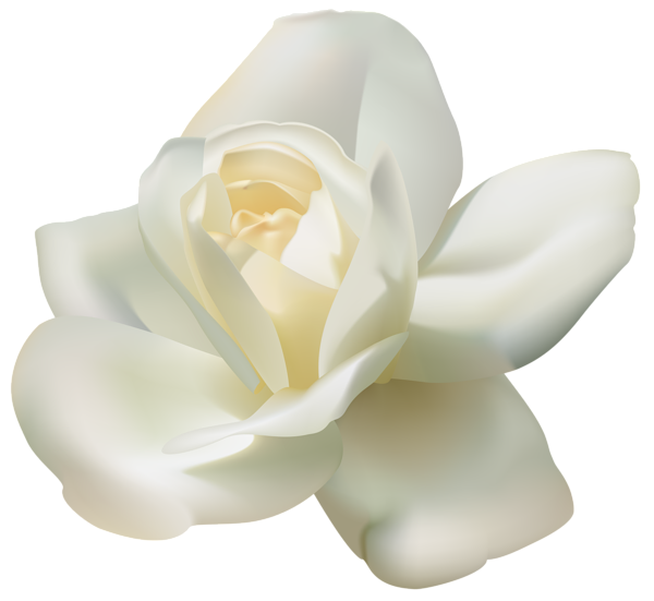 White Rose Png (black, beige)