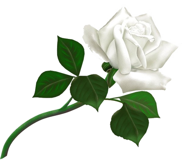 White Rose Transparent Background (beige, green, white)