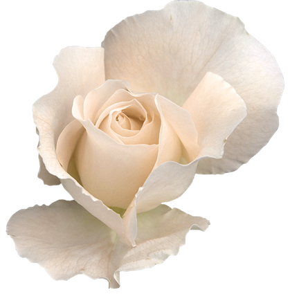 White Rose Transparent Png (pink, black, silver, beige)