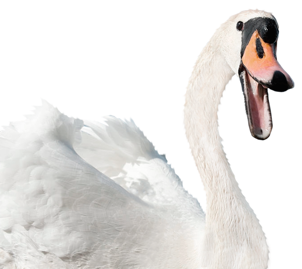 White Swan Png (black, beige, lavender)