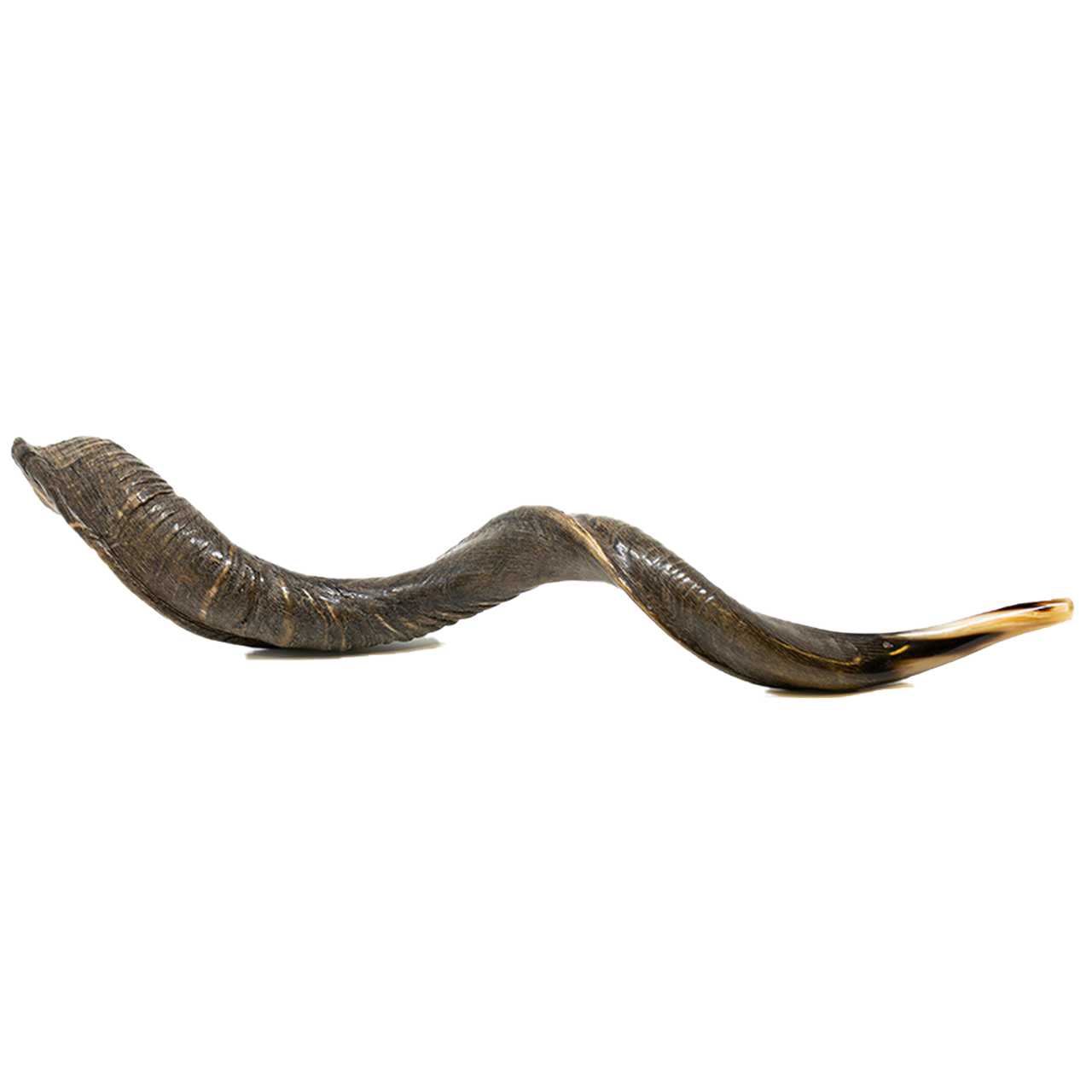 Shofar Png Clipart (olive, white, gray)