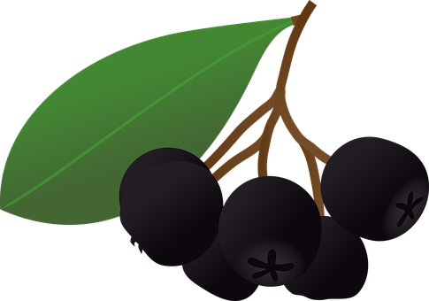 Chokeberry Png Free Download (black, olive)