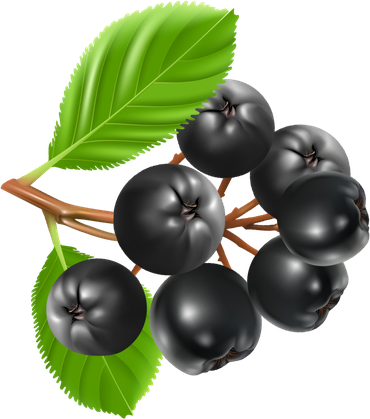 Chokeberry Png Isolated File (black, olive)