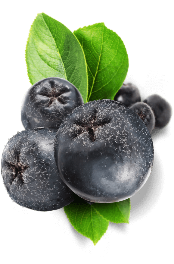 Chokeberry Png Isolated Photo (black)