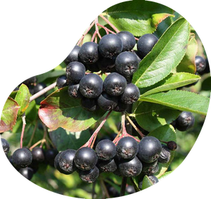 Chokeberry Png Isolated Pic (black, indigo)