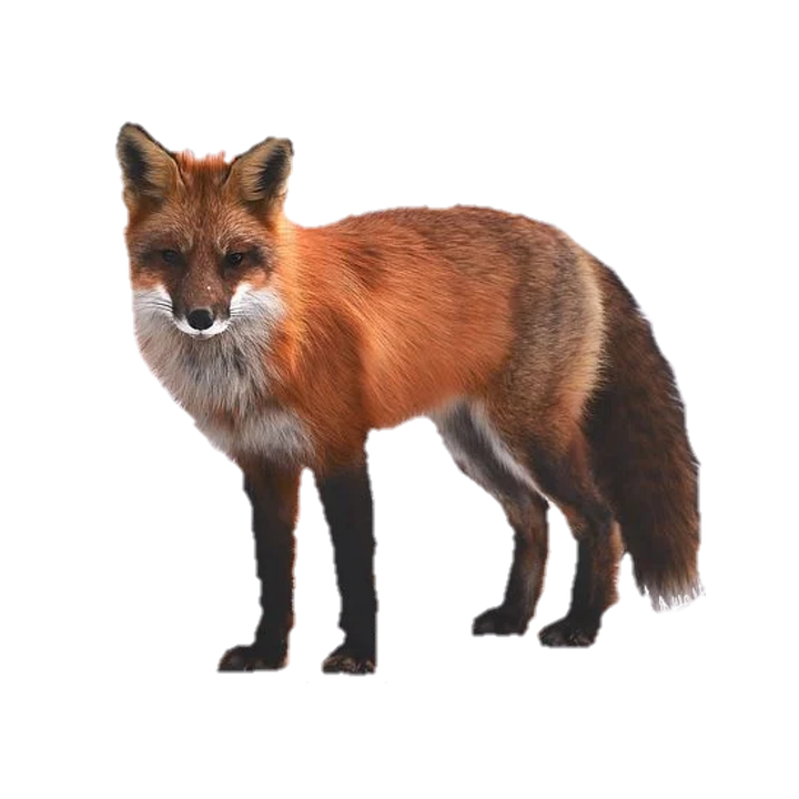 Dhole Png Clipart (black)