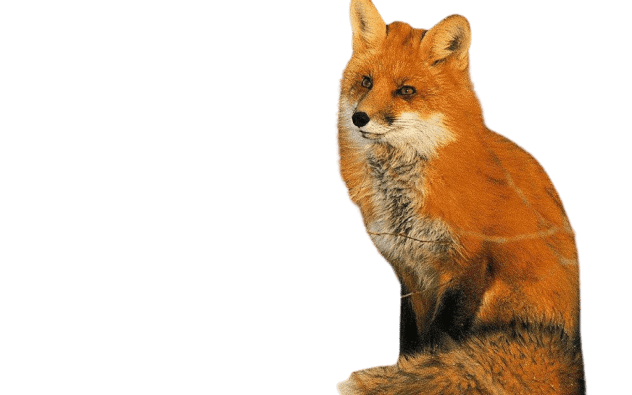 Dhole Png File (gray, chocolate)