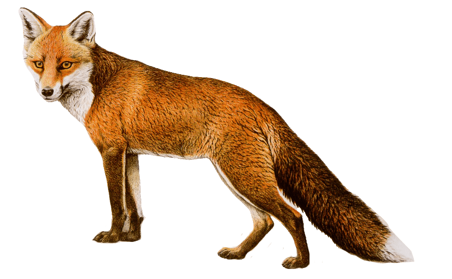 Dhole Png Isolated File (black)