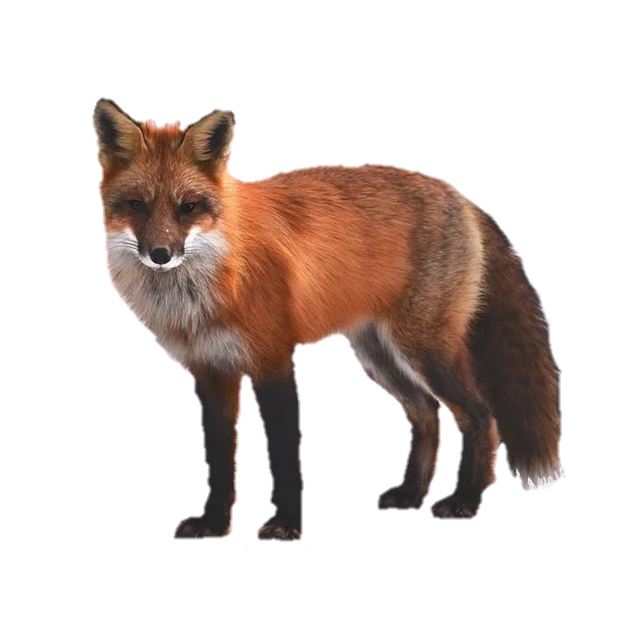 Dhole Png Isolated Hd (black)