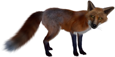 Dhole Png Isolated Pic (black, maroon)