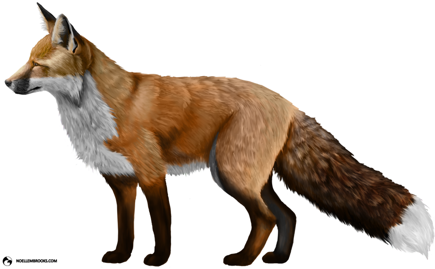 Dhole Png Pic (gray, black, silver)