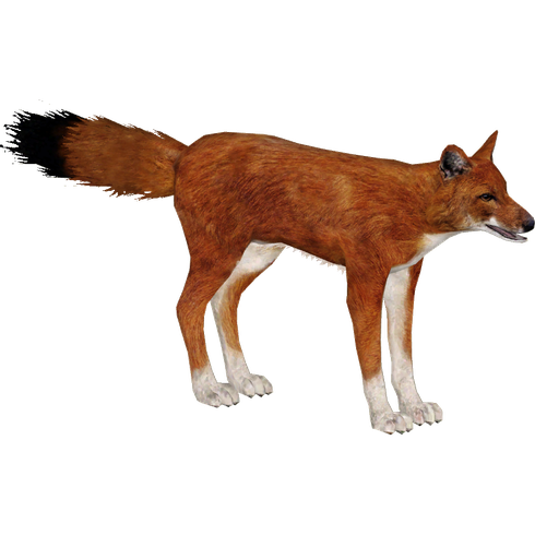 Dhole Png Transparent (black)