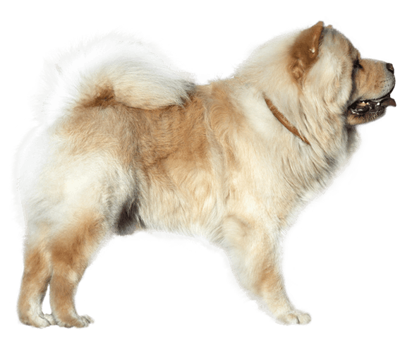 Chow Chow Png File (white, gray)