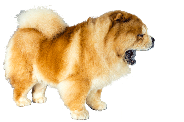 Chow Chow Png Isolated Pic (black, chocolate)