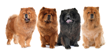 Chow Chow Png Photos (black, indigo, gray)