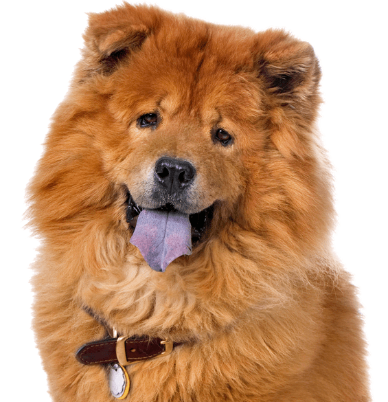 Chow Chow Png Pic (gray, teal)