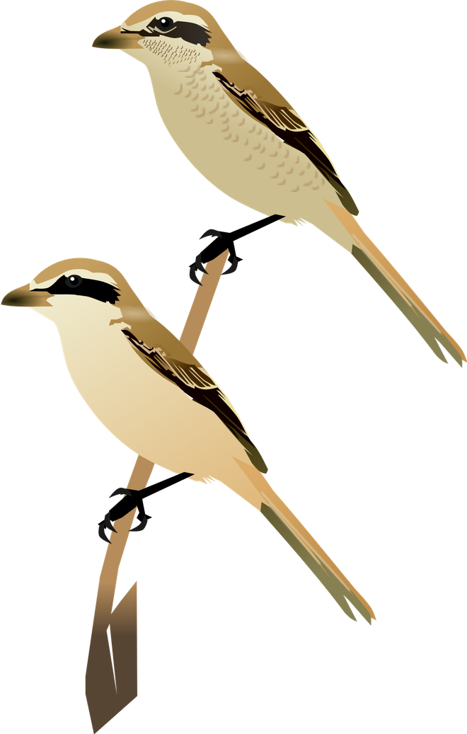 Shrike Png File (black, silver, olive)