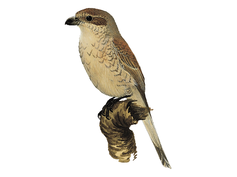 Shrike Png Free Download (black, maroon, olive)