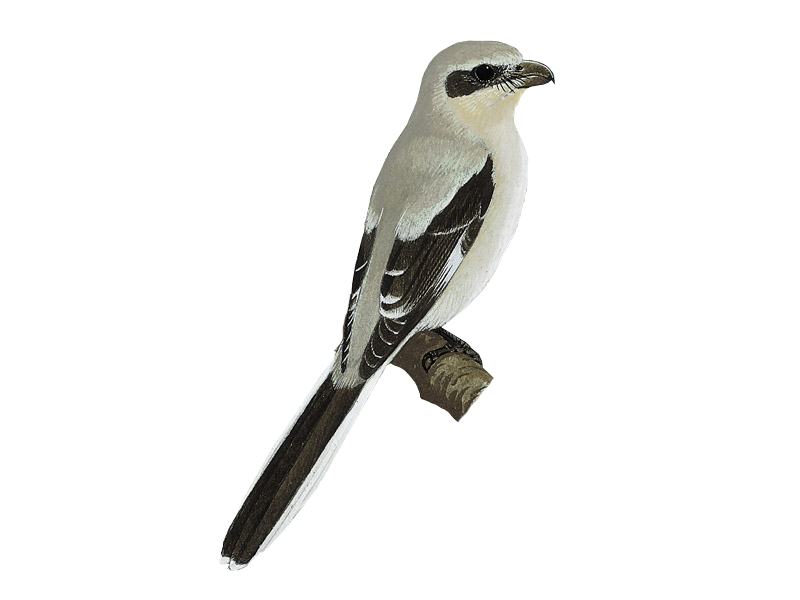 Shrike Png Hd (black, lavender, white)