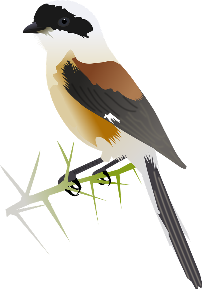 Shrike Png Image (black, beige, silver)