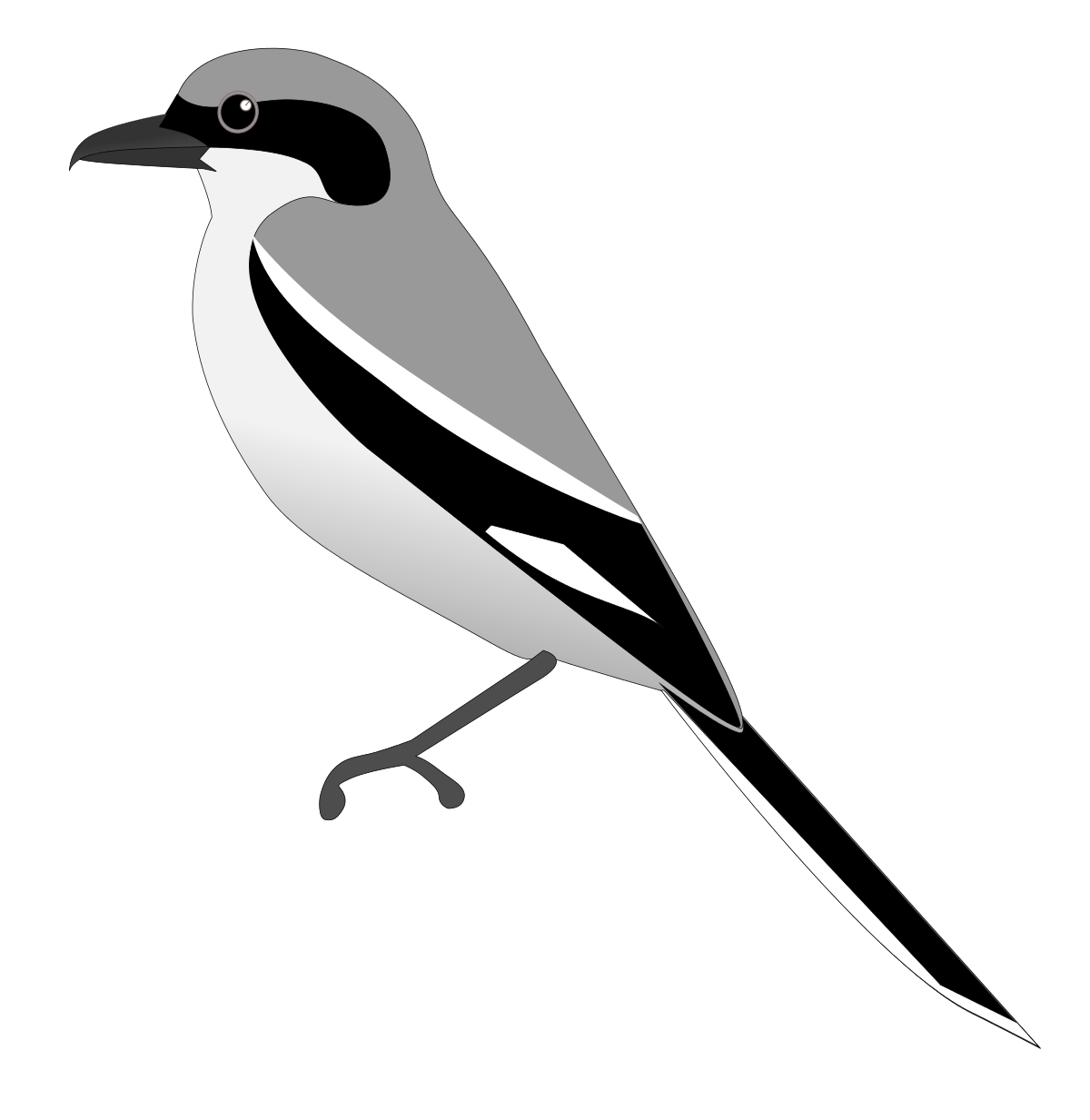 Shrike Png Isolated File (black, lavender, white, gray)