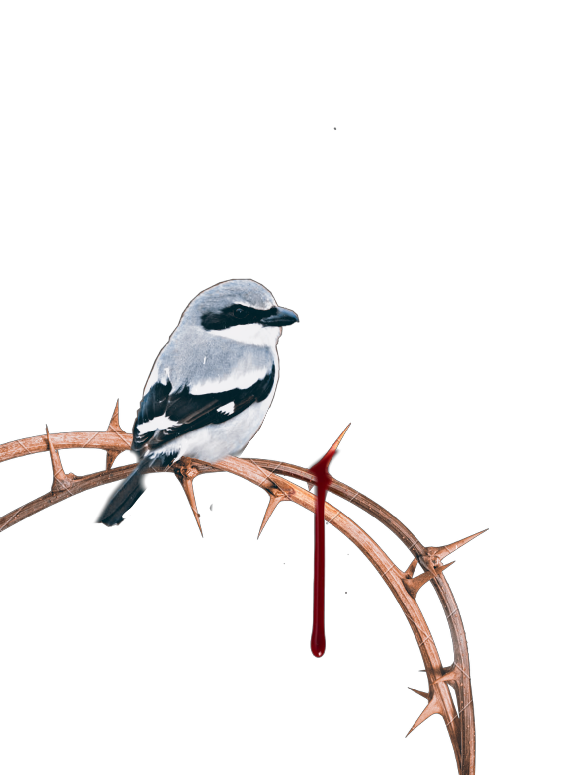 Shrike Png Isolated Hd (black, silver)