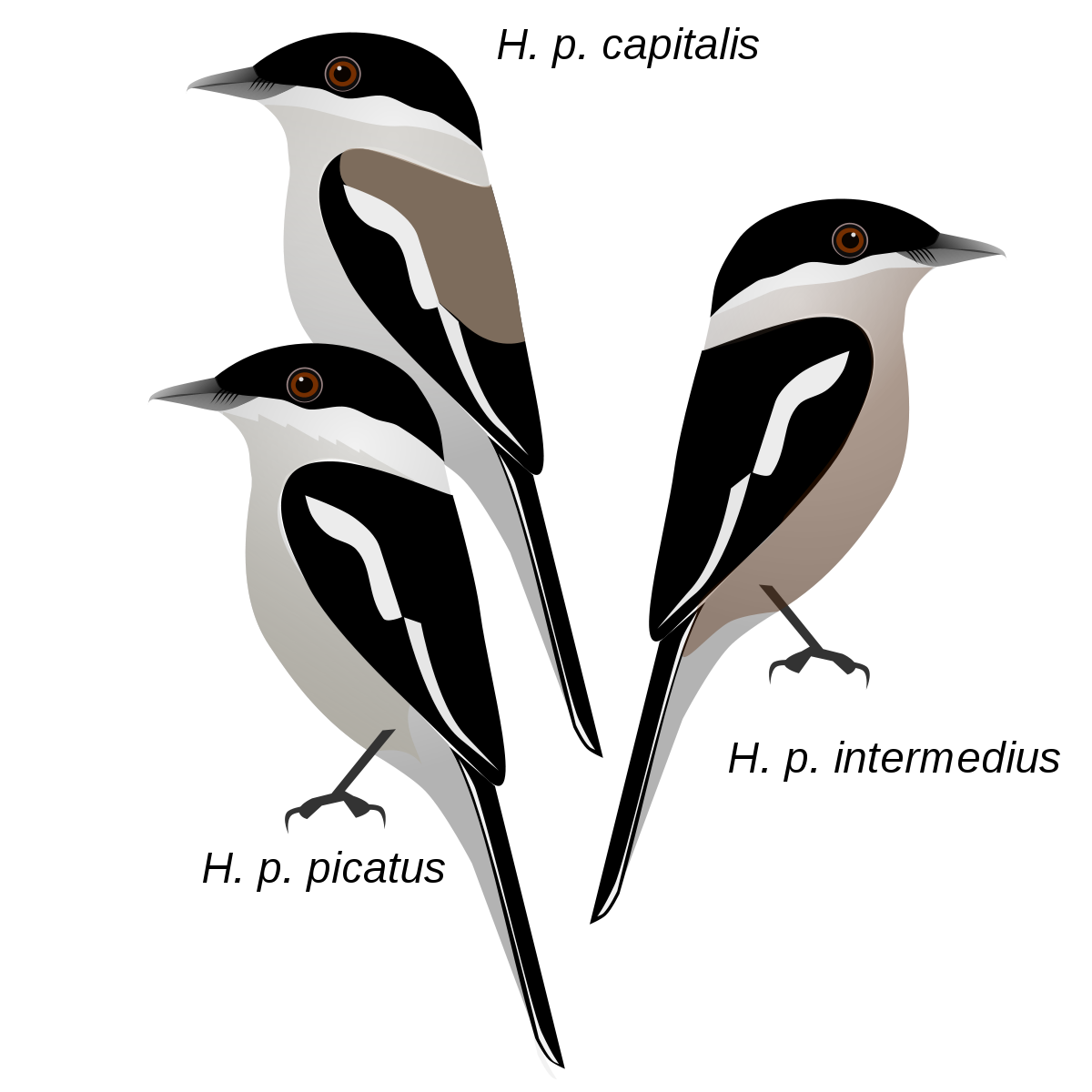 Shrike Png Isolated Pic (black, gray)