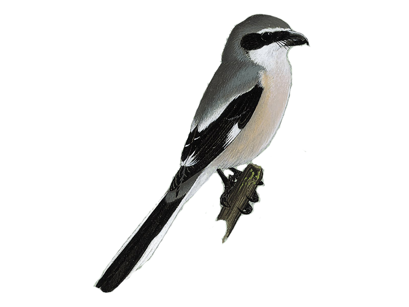 Shrike Png Photos (black)