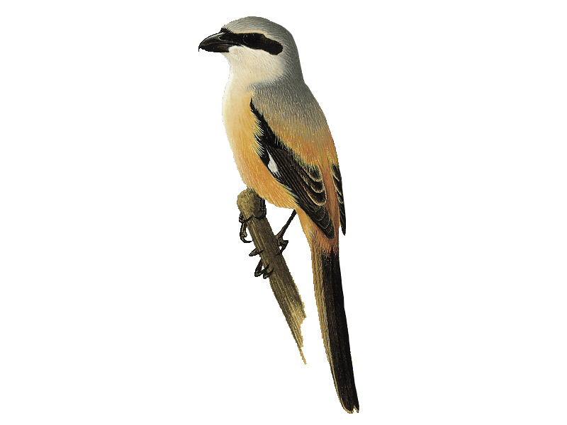 Shrike Png Pic (black, pink, white)