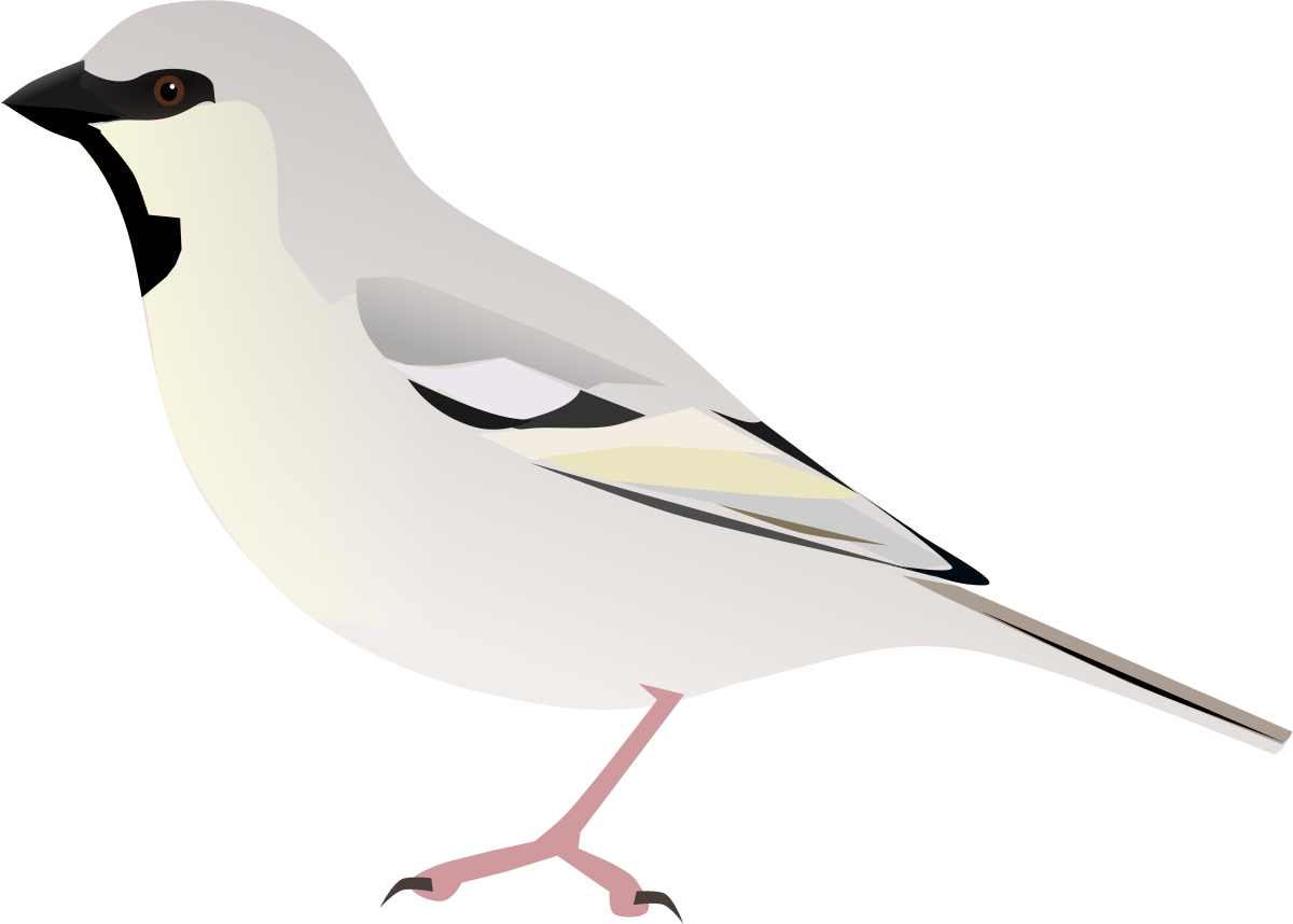 Shrike Png Picture (black, beige, silver)