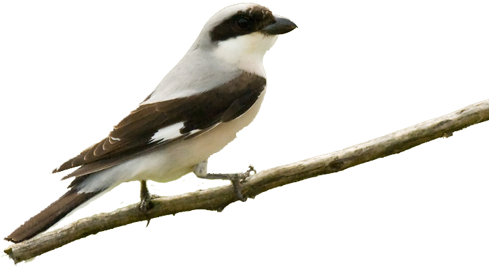 Shrike Png Transparent (black)