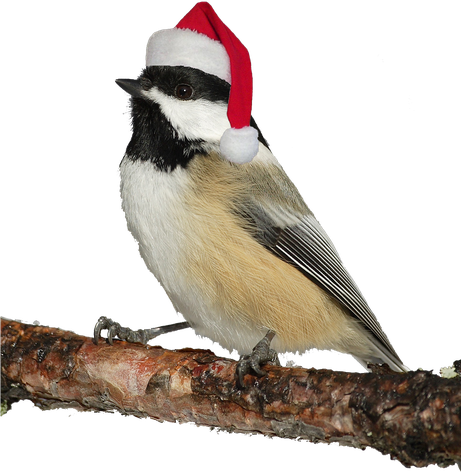 Christmas Bird Png Photos (black)