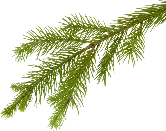 Christmas Branches Transparent Images Png (black, olive)