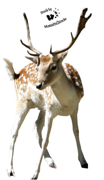 Christmas Deer Png (black, white)